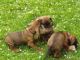 Bavarian Mountain Hound Puppies for sale in Georgetown, GA, USA. price: NA