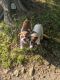 Beabull Puppies for sale in Coshocton, OH 43812, USA. price: $1,200