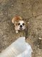 Beabull Puppies for sale in Chattanooga, TN 37412, USA. price: NA