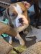 Beabull Puppies for sale in Duncannon, PA 17020, USA. price: NA
