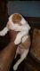 Beabull Puppies for sale in New York, NY, USA. price: NA