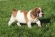 Beabull Puppies for sale in Canton, OH, USA. price: NA