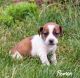 Beabull Puppies for sale in Nappanee, IN 46550, USA. price: NA
