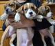 Beabull Puppies for sale in Hyattsville, Maryland. price: $650