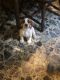 Beabull Puppies for sale in Poplar Bluff, MO 63901, USA. price: $350