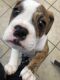 Beabull Puppies for sale in Marysville, OH 43040, USA. price: $30