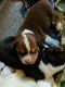 Beabull Puppies for sale in Denton, TX, USA. price: NA