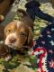 Beabull Puppies for sale in Denton, TX, USA. price: $250