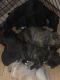 Beabull Puppies for sale in Cortland, NY 13045, USA. price: $200