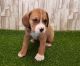 Beabull Puppies for sale in Manilla, IN 46150, USA. price: NA