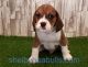 Beabull Puppies for sale in Manilla, IN 46150, USA. price: NA