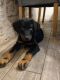 Beabull Puppies for sale in Bell Gardens, CA 90202, USA. price: NA