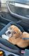 Beabull Puppies for sale in Canal Winchester, OH, USA. price: NA