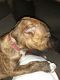 Beabull Puppies for sale in 585 Brinkby Ave, Reno, NV 89509, USA. price: NA