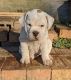 Beabull Puppies for sale in Coshocton, OH 43812, USA. price: $1,800