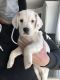 Beabull Puppies for sale in West Islip, NY, USA. price: $800