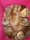 Beabull Puppies for sale in St. Augustine, FL, USA. price: $400
