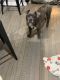Beabull Puppies for sale in Washington Township, NJ, USA. price: $950