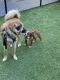 Beabull Puppies for sale in Dallas, TX, USA. price: NA