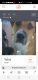 Beagador Puppies for sale in S Scenic Blvd, Arizona 86432, USA. price: $100