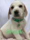 Beagador Puppies for sale in Aberdeen, MD, USA. price: $300