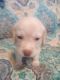 Beagador Puppies for sale in Houtzdale, PA 16651, USA. price: $150