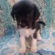 Beagador Puppies for sale in Houtzdale, PA 16651, USA. price: $200