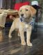 Beagador Puppies for sale in Charles Town, WV 25414, USA. price: NA