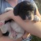 Beagador Puppies for sale in Purgitsville, WV 26845, USA. price: NA