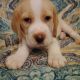 Beagador Puppies for sale in Houtzdale, PA 16651, USA. price: NA
