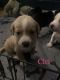 Beagador Puppies for sale in Knoxville, TN, USA. price: $200