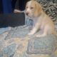 Beagador Puppies for sale in Houtzdale, PA 16651, USA. price: $100