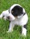 Beagador Puppies for sale in Bakersfield, CA, USA. price: NA