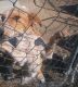 Beagador Puppies for sale in Huntland, TN 37345, USA. price: NA
