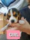 Beagle Puppies for sale in Midway, TX 75852, USA. price: $700