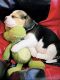 Beagle Puppies for sale in Porwal Rd, Nimbalkar Nagar, Lohegaon, Pune, Maharashtra 411047, India. price: 35000 INR