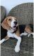 Beagle Puppies for sale in Sector 67, Gurugram, Haryana, India. price: 35000 INR