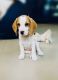 Beagle Puppies for sale in Sector 5, Dwarka, Delhi, 110075, India. price: 10000 INR