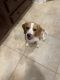 Beagle Puppies for sale in Charlotte, NC, USA. price: $1,000