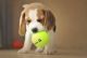 Beagle Puppies for sale in Mumbai, Maharashtra, India. price: 2 INR
