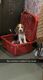 Beagle Puppies for sale in Bada Tajbag Rd, Nagpur, Maharashtra 440024, India. price: 28 INR