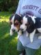 Beagle Puppies for sale in Warwick, RI, USA. price: NA