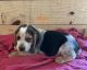 Beagle Puppies for sale in West Liberty, KY 41472, USA. price: $300
