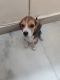 Beagle Puppies for sale in Shalimar Bagh, New Delhi, Delhi 110088, India. price: 18000 INR