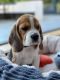 Beagle Puppies for sale in Charlotte, NC, USA. price: $600