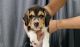 Beagle Puppies for sale in Vadodara, Gujarat, India. price: 22000 INR