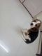 Beagle Puppies for sale in Arera Colony, Bhopal, Madhya Pradesh, India. price: 28000 INR