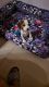 Beagle Puppies for sale in Indirapuram, Ghaziabad, Uttar Pradesh, India. price: 30000 INR