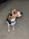 Beagle Puppies for sale in Trumbull, CT 06611, USA. price: $700