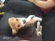 Beagle Puppies for sale in Chembur Camp, Chembur, Mumbai, Maharashtra, India. price: 31950 INR